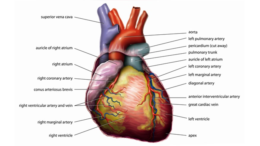 Anatomy human Heart.jpg